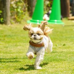 ペット撮影