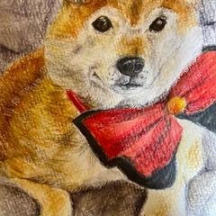 芝犬