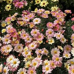 この花たちのように
