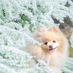 花の中で