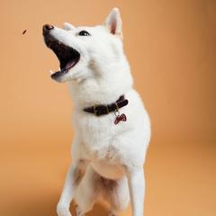 ペット撮影｜愛犬のかわいい表情を写真に