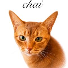 虹の橋を渡ってしまった愛猫をキャンバスアートに。