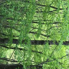 森の木々たち。