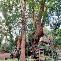 静岡県の来宮神社は縁結びと禁酒のパワースポット神社