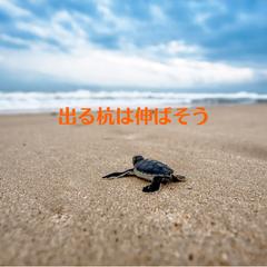 出る杭は伸ばそう