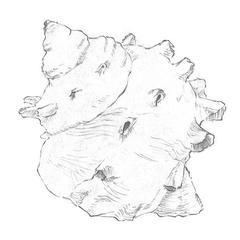 サザエ