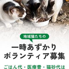 保護猫の一時あずかりボランティア募集のＬＰ　ファーストビュー