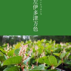 魂の色