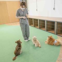 都内のペットサロン様の店舗・スタッフ様・わんちゃん撮影