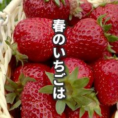 いちご狩り園　PR動画　リール