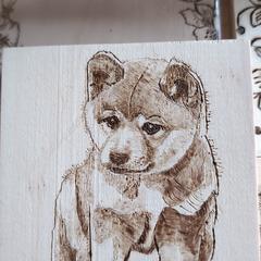 柴子犬