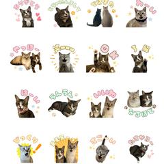 ペットの写真からLINEスタンプ作成