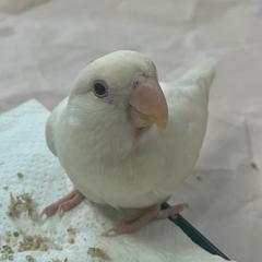 コザクラインコ　　ピコちゃん