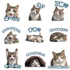 キジ白猫