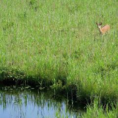 写真素材（主に野生動物と自然）