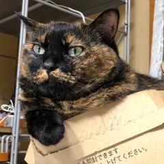 猫のお世話
