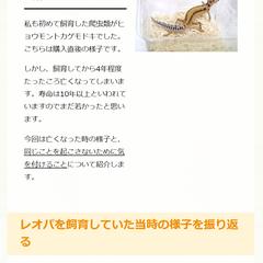 生き物の生態についてのライティング