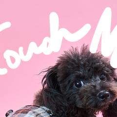ペット撮影サービス「PET MODE」LP制作