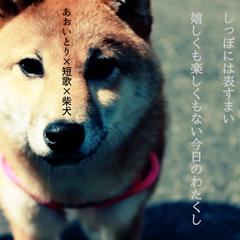 柴犬短歌