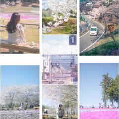 Spring Memories｜桜