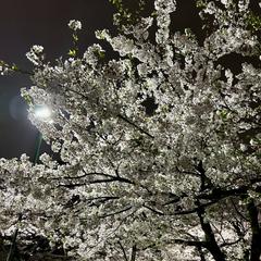 ❀✿❀✿❀✿   夜の鶴舞公園   ✿❀✿❀✿❀
