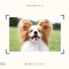 自社サービスサイト構築・運用