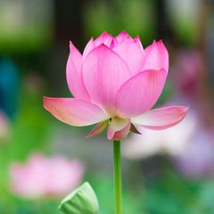 総合運 全体運 霊視鑑定いたします