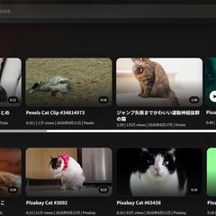 ねこネコ猫Cat