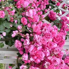 スピリチュアル♡《愛と調和》【癒やしの薔薇園♥】
