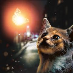 子猫と光る蝶