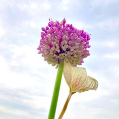 大きな花を咲かせよう
