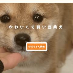 豆柴犬のブリーダー様WEBサイト作成