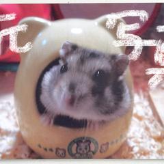 ジャンガリアンハムスターのイラストの元写真