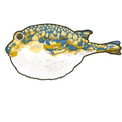 フグのイラスト作成