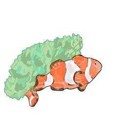 クマノミのイラスト作成