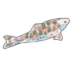 魚のイラスト作成