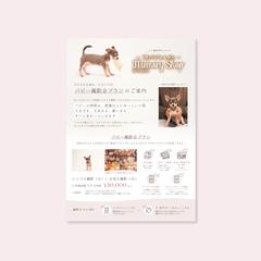 ペット撮影専門スタジオのチラシ