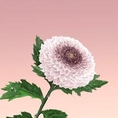 菊の花