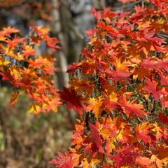 紅葉