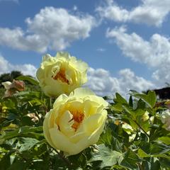 牡丹
