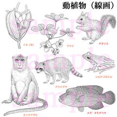 動植物の線画イラスト