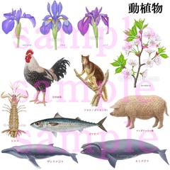 動植物のリアルイラスト