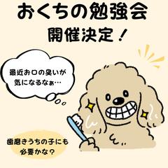 動物病院のセミナー集客用フィード作成依頼