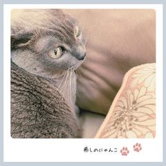猫に癒されます(*´꒳`*)