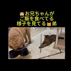 ペット系ショート動画編集｜TikTok・Instagram