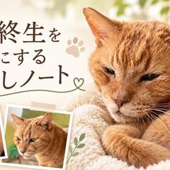 猫ブログの記事企画・執筆・運営