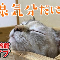 保護猫温泉旅館のYou Tubeバナー