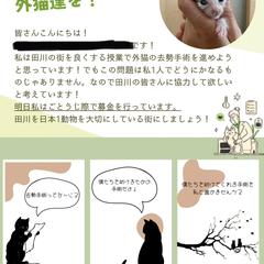 外猫保護活動の案内チラシ