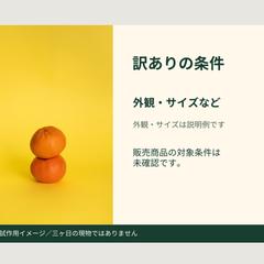 自主制作|みかんの商品紹介スライド
