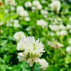 白詰草　春